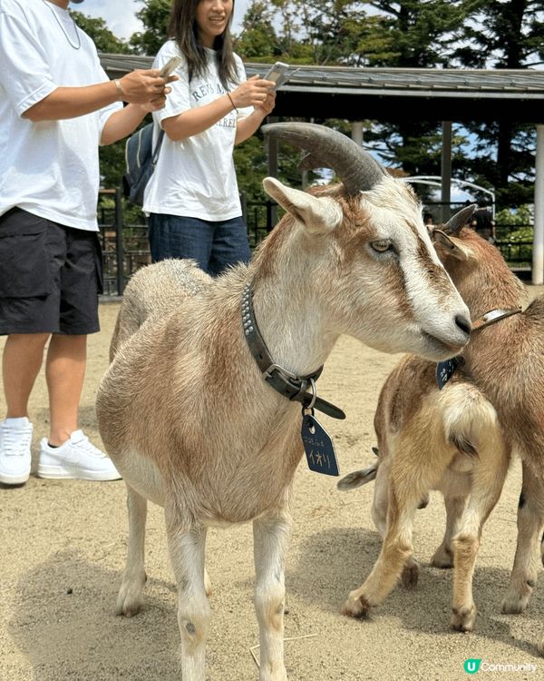 推薦去日本八户動物園，嗰度啲羊好得意，仲要有北極熊睇添，哈哈...