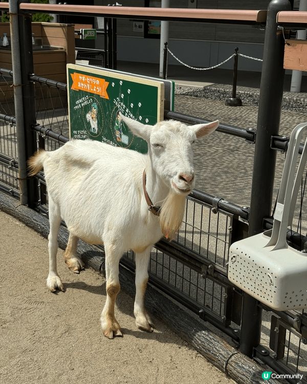 推薦去日本八户動物園，嗰度啲羊好得意，仲要有北極熊睇添，哈哈...