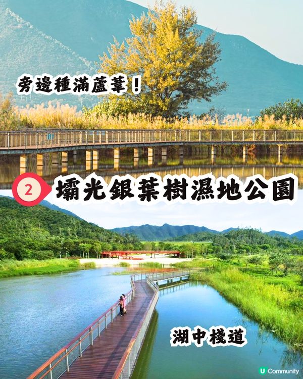 深圳打卡避世古村🛖I人必去‼️4大打卡位📸百年老宅/蘆葦棧道