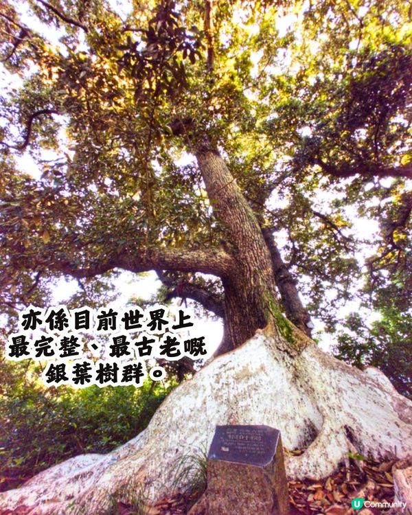 深圳打卡避世古村🛖I人必去‼️4大打卡位📸百年老宅/蘆葦棧道