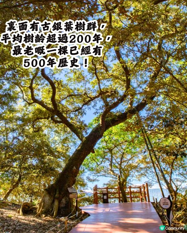 深圳打卡避世古村🛖I人必去‼️4大打卡位📸百年老宅/蘆葦棧道