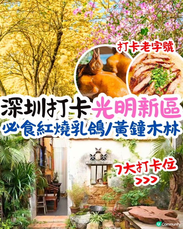 深圳打卡光明新區📸必食紅燒乳鴿/黃鐘木林/草莓園💛7大打卡位‼️