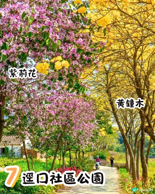 深圳打卡光明新區📸必食紅燒乳鴿/黃鐘木林/草莓園💛7大打卡位‼️