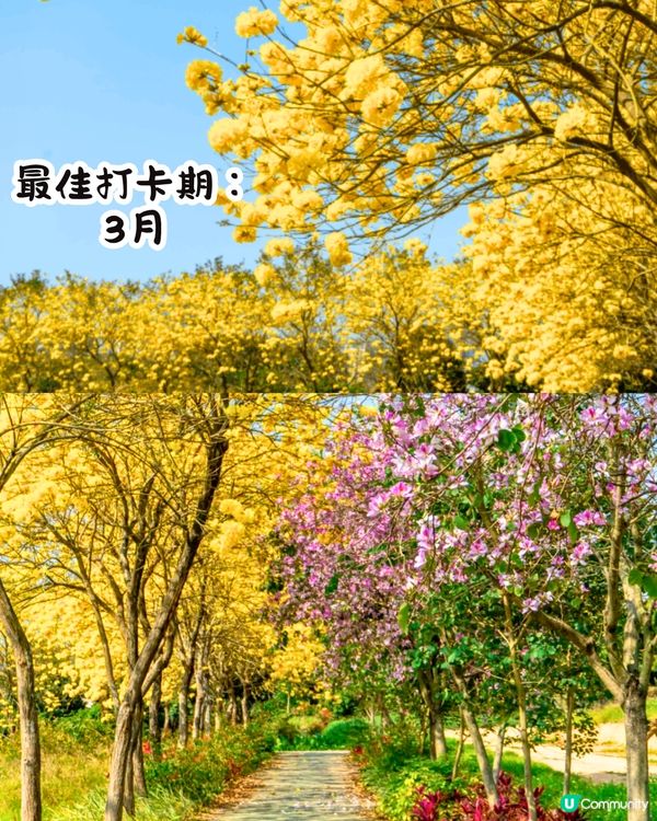 深圳打卡光明新區📸必食紅燒乳鴿/黃鐘木林/草莓園💛7大打卡位‼️