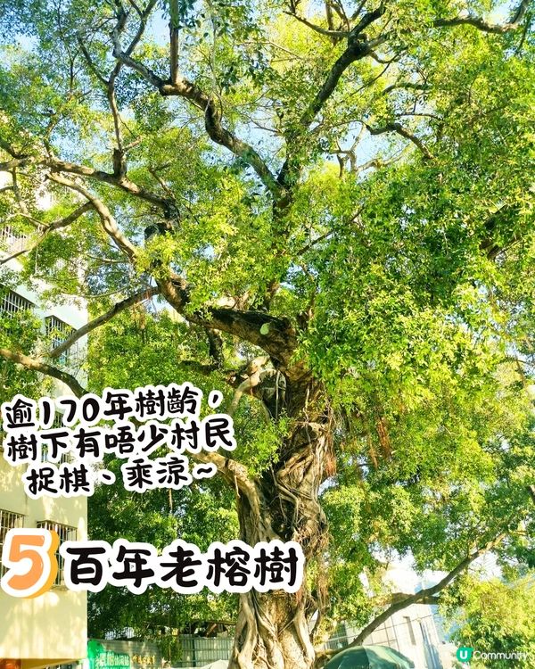 深圳打卡光明新區📸必食紅燒乳鴿/黃鐘木林/草莓園💛7大打卡位‼️