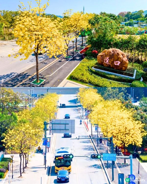 深圳打卡光明新區📸必食紅燒乳鴿/黃鐘木林/草莓園💛7大打卡位‼️