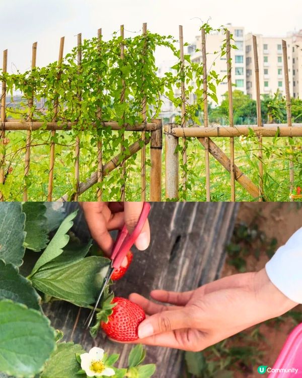 深圳打卡光明新區📸必食紅燒乳鴿/黃鐘木林/草莓園💛7大打卡位‼️
