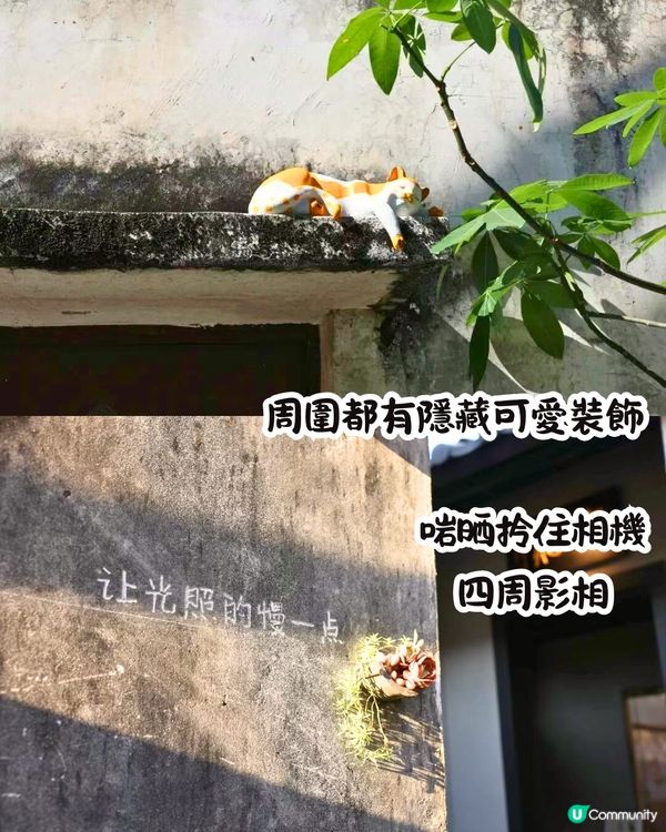 深圳打卡光明新區📸必食紅燒乳鴿/黃鐘木林/草莓園💛7大打卡位‼️