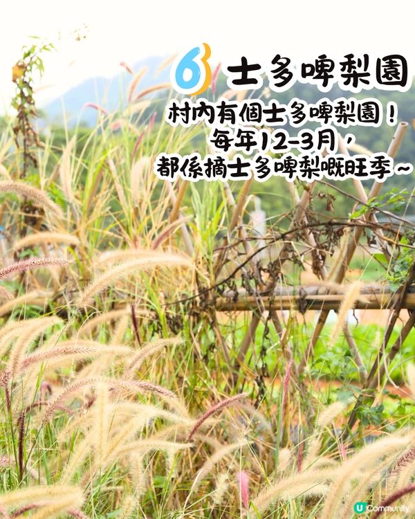 深圳打卡光明新區📸必食紅燒乳鴿/黃鐘木林/草莓園💛7大打卡位‼️