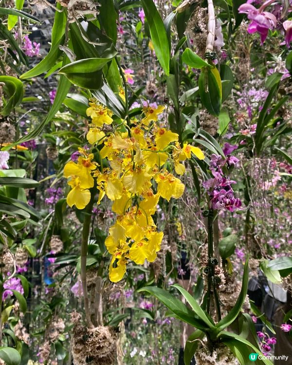 🎌東京 Team Lab Planet 🟡▫️🩵🟩🔹🛑🔸💜