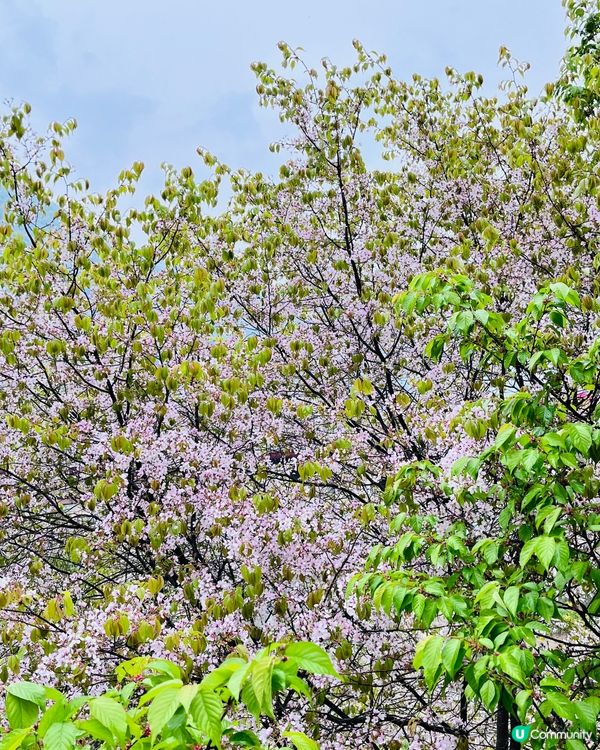 原來春天去韓國南怡島，會遇上櫻花盛開的美景，真的值得一看。