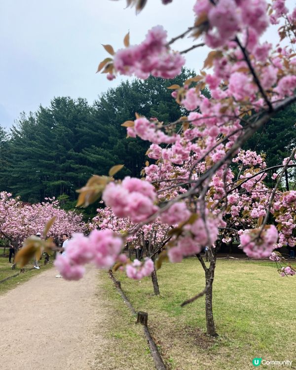 原來春天去韓國南怡島，會遇上櫻花盛開的美景，真的值得一看。