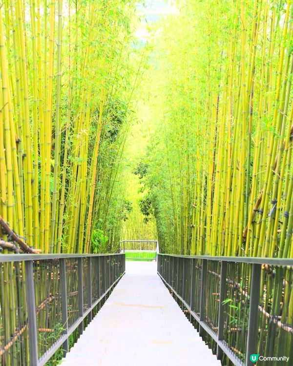 深圳天空之鏡公園6大打卡位☁️竹林小徑/360度山頂觀景台