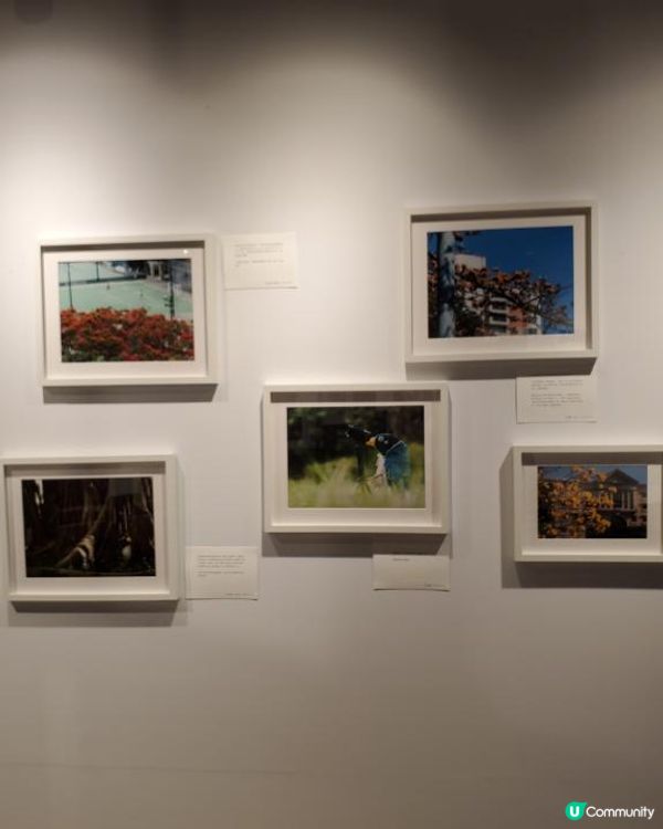 《銅鑼灣企鵝登陸無印良品展覽室 🐧》