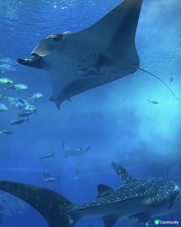 【 沖繩北部一日遊 | 景點豐富吸引全包門券 】