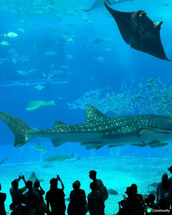 沖繩一日遊 🏖️  輕鬆玩盡五大景點！