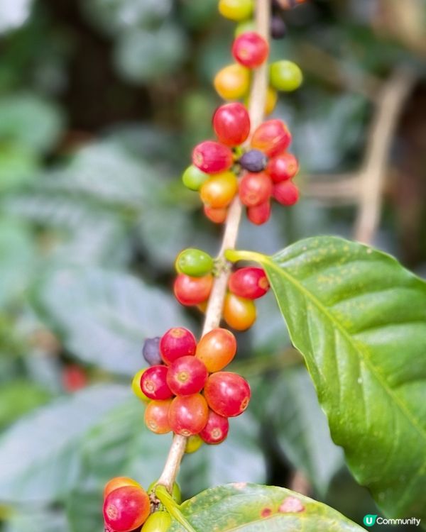 自家種植有機港產咖啡豆 2.0