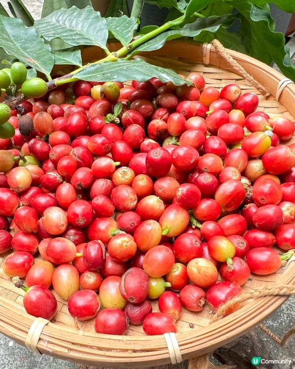 自家種植有機港產咖啡豆 2.0