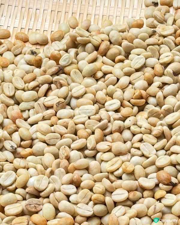 自家種植有機港產咖啡豆 2.0