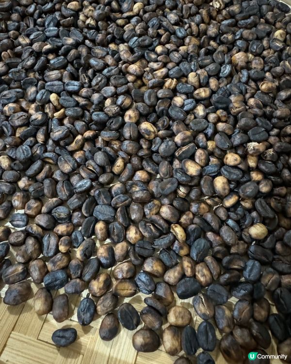 自家種植有機港產咖啡豆 2.0