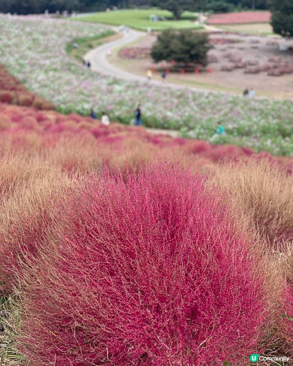 <<紅色波波草>>🎌💚❤️🩷 東京附近大掃帚草熱點🩷❤️💚🎌