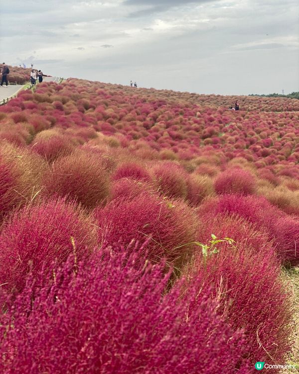 <<紅色波波草>>🎌💚❤️🩷 東京附近大掃帚草熱點🩷❤️💚🎌
