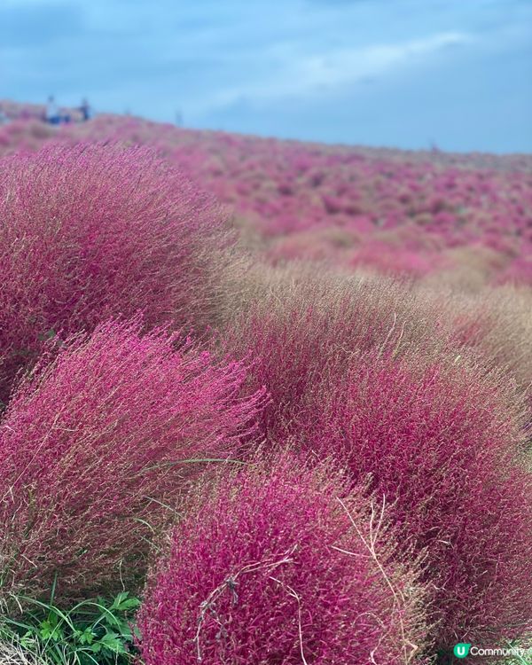 <<紅色波波草>>🎌💚❤️🩷 東京附近大掃帚草熱點🩷❤️💚🎌