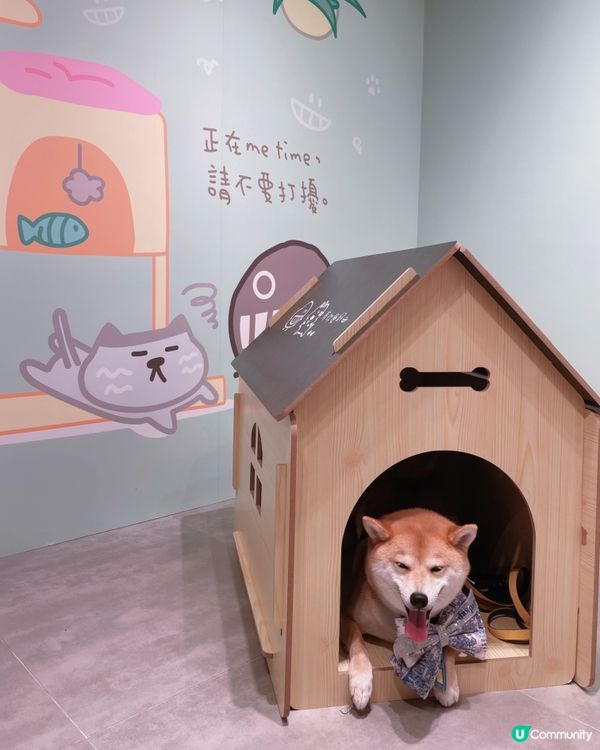 🐶阿塵阿爬北角匯見面！🥰