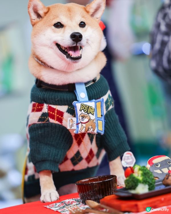 🐶阿塵阿爬北角匯見面！🥰