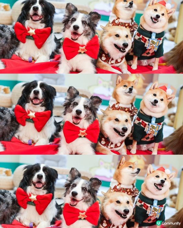 🐶阿塵阿爬北角匯見面！🥰