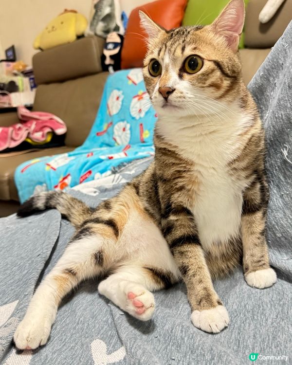 好八卦嘅小朋友