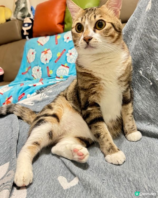 好八卦嘅小朋友