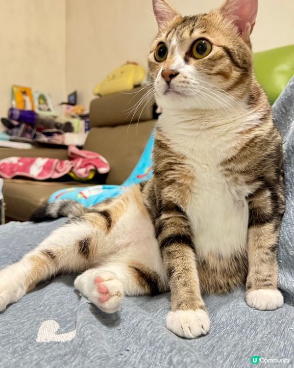 好八卦嘅小朋友