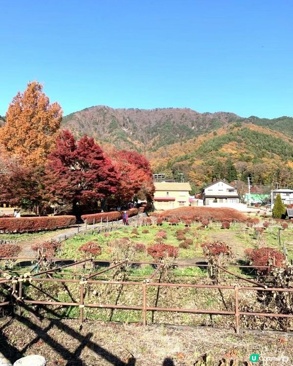 京都獨旅|分享非常治愈人心的楓葉🍁東京櫻花女孩✈jp⑤②8️⃣8️⃣