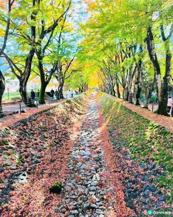 京都獨旅|分享非常治愈人心的楓葉🍁東京櫻花女孩✈jp⑤②8️⃣8️⃣