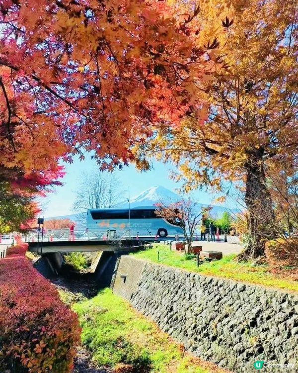 京都獨旅|分享非常治愈人心的楓葉🍁東京櫻花女孩✈jp⑤②8️⃣8️⃣