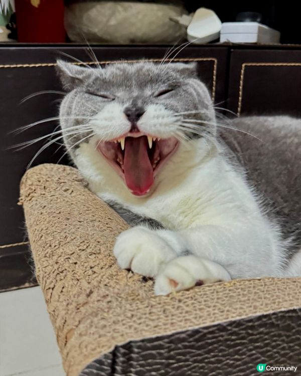 啊⋯⋯⋯好眼瞓呀！邊個發明返工㗎🥱🥱🥱