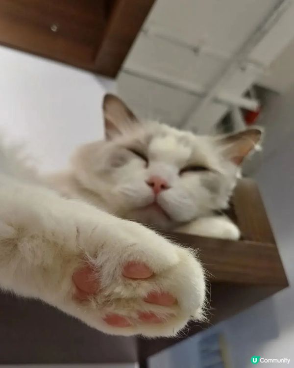 貓cafe探猫貓😼