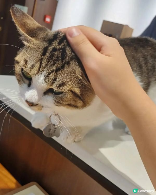 貓cafe探猫貓😼