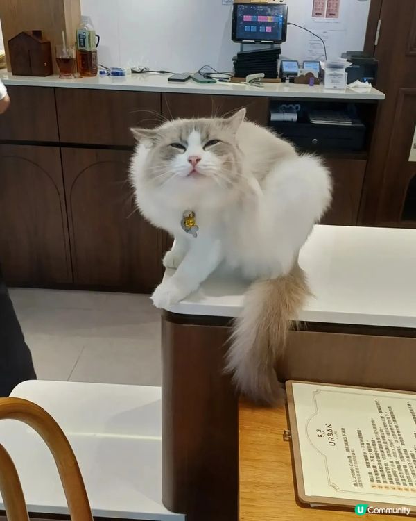 貓cafe探猫貓😼