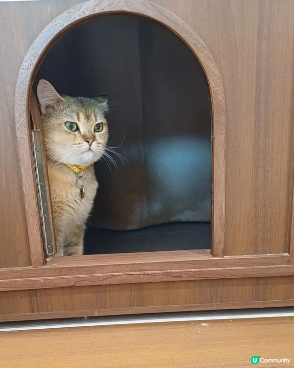 貓cafe探猫貓😼