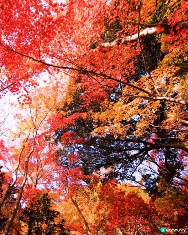 新潟紅葉打卡點🍂 中野邸美術館
