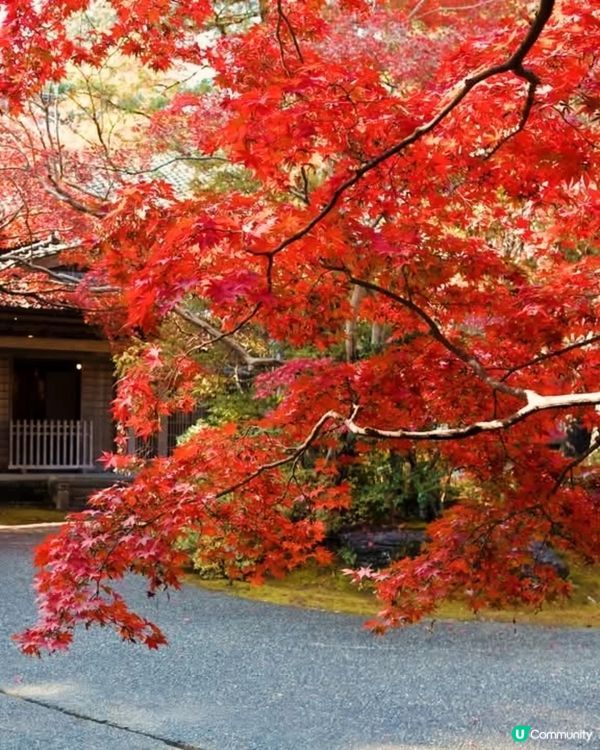 新潟紅葉打卡點🍂 中野邸美術館