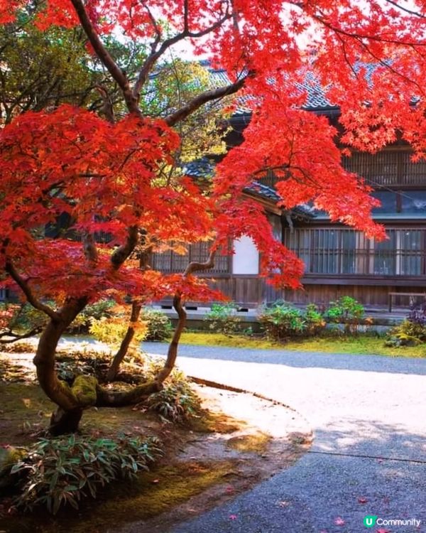 新潟紅葉打卡點🍂 中野邸美術館