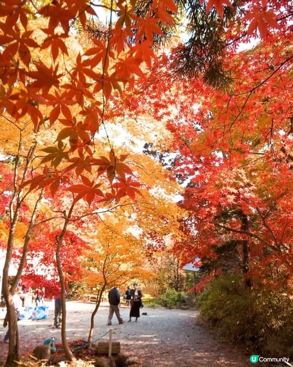 新潟紅葉打卡點🍂 中野邸美術館