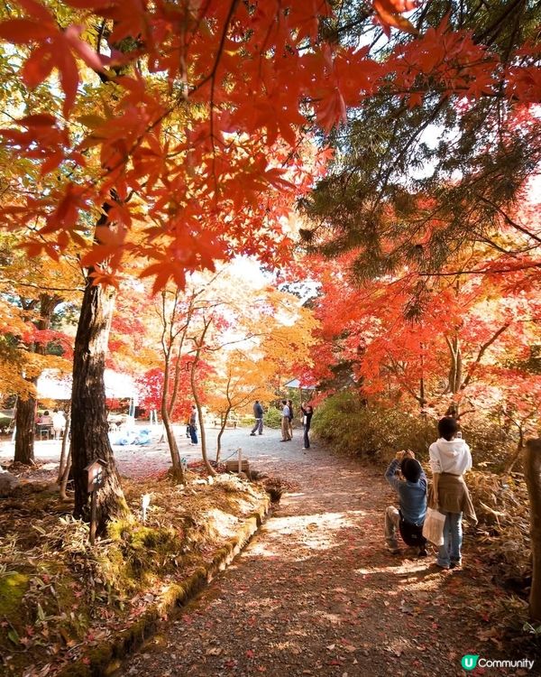 新潟紅葉打卡點🍂 中野邸美術館