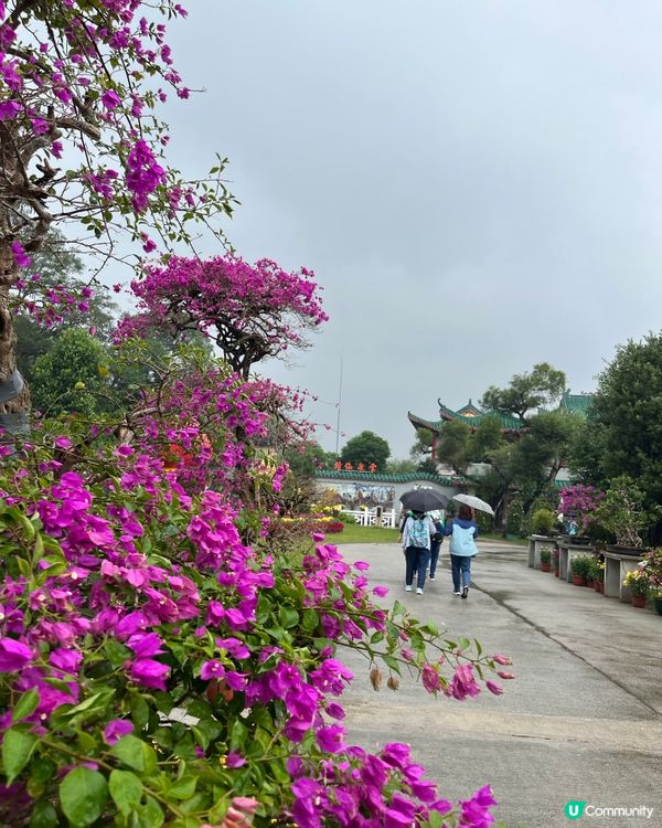 雲泉仙館 #打卡美食#相機食先#香港美食#港玩港食#生活足跡