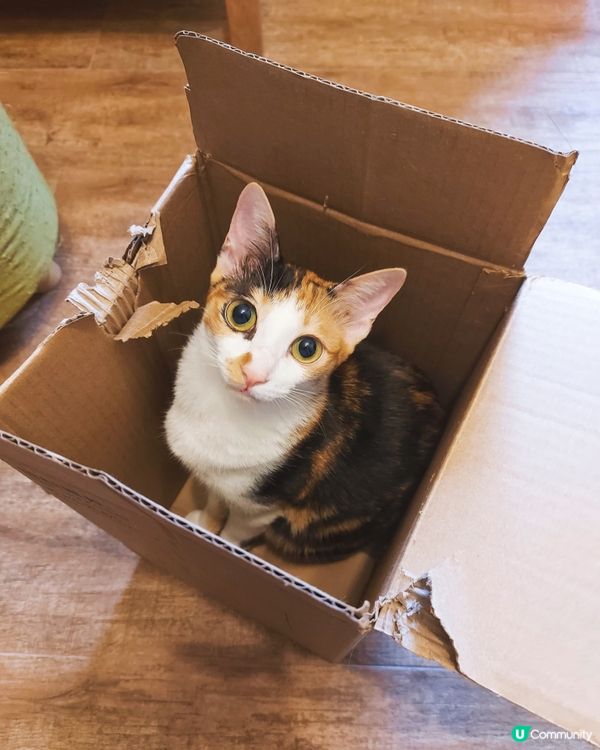 💁🏻‍♀️介紹返~ 破壞大王~👽👋🏽