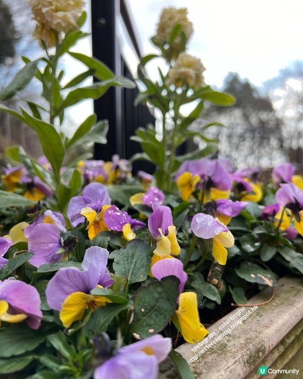 神戶布引香草園💕 搭乘空中纜車。欣賞神戶美景 ♨️ 泡香草足湯