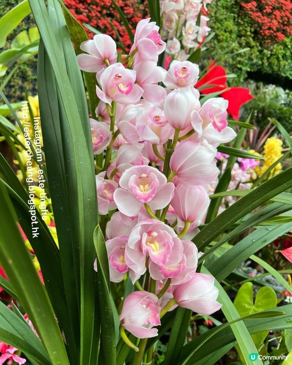 神戶布引香草園💕 搭乘空中纜車。欣賞神戶美景 ♨️ 泡香草足湯